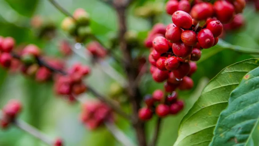 Maior torrefadora da Indonésia vai comprar café conilon do Brasil