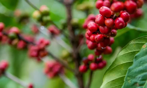 Maior torrefadora da Indonésia vai comprar café conilon do Brasil