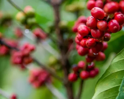 Maior torrefadora da Indonésia vai comprar café conilon do Brasil