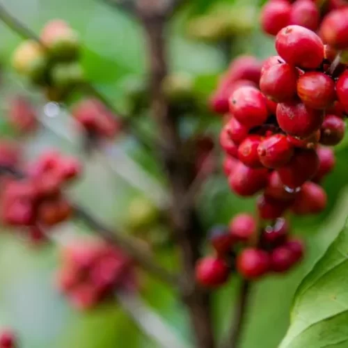 Maior torrefadora da Indonésia vai comprar café conilon do Brasil